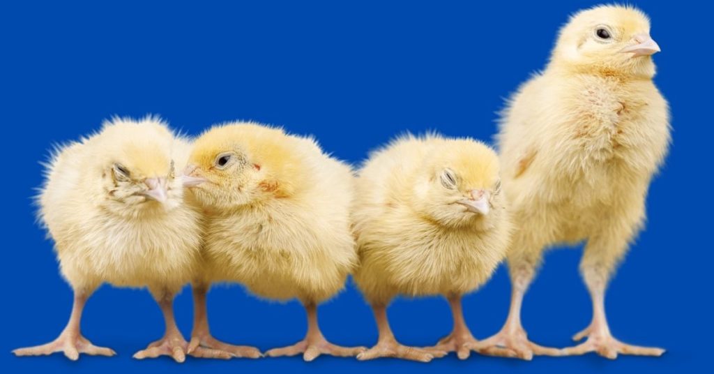 Tips and Precaution before Purchasing Chicks. - Poultry India TV